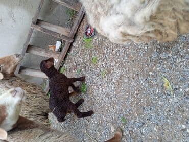 inek sekli: Qoyun sürüsü – ətlik və damazlıq üçün - Növ: yerli qaragül/qarabaş — 2