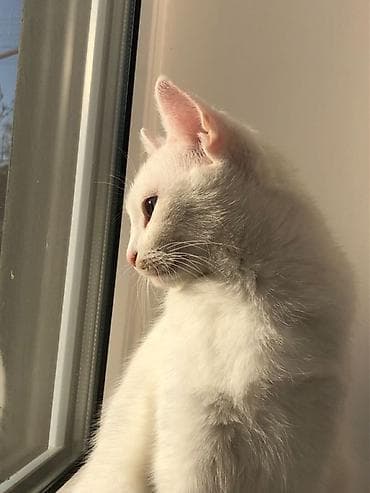 lalafo heyvanlar: Türk anqora, Erkək, Yaxşı əllərə, Ödənişli çatdırılma — 1