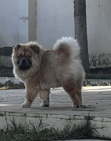 bakida it bazari: Çau-Çau, 7 ay, Erkek, Sənədli — 3