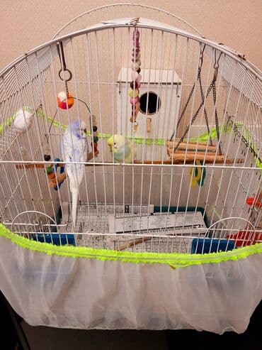 2 papuqayquşu satılır 2 yeməy qabı su qabı oyuncaqları Mel daşı