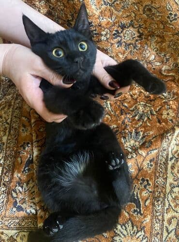 питомники кошек в баку: Шотландская, Самка, В добрые руки — 1