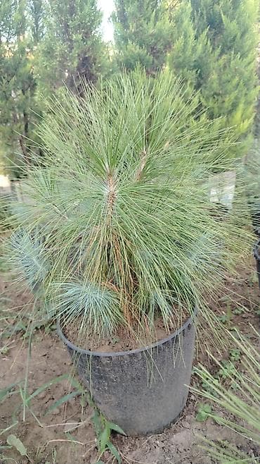 пластик окна: Bağ və landşaft üçün dekorativ bitkilər – müxtəlif növ əkilməsi hazır — 4