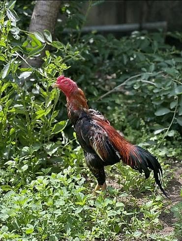Saf qanlı döyüşcü tipli xoruz esil damazdixdi balalarıni almişam