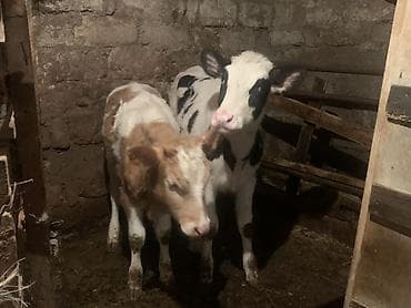 inek satislari: Salam,İnək balalarıdır– 2 baş dişi buzovdur. Bunların təzə anadan — 7