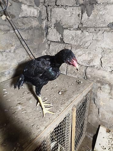 Птицы: Куриные цыплята, Для разведения, Самовывоз — 6