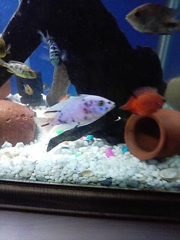 itlerin satisi sayti: Baliq multikar fayfiş limon ləpart — 2