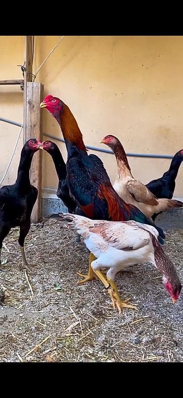 brama cücə: O shamo 5 toyuq 1 xoruz — 6