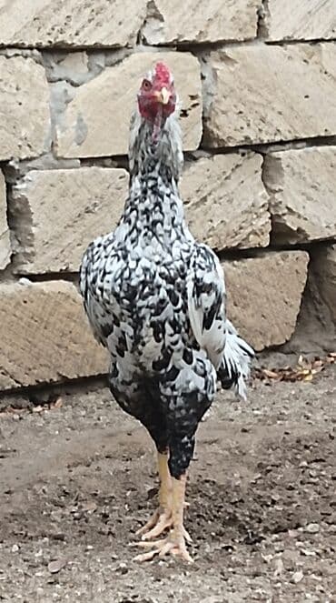 sabuncu toyuq bazari 2023: Xoruz, il: 1, Ünvandan götürmə — 3