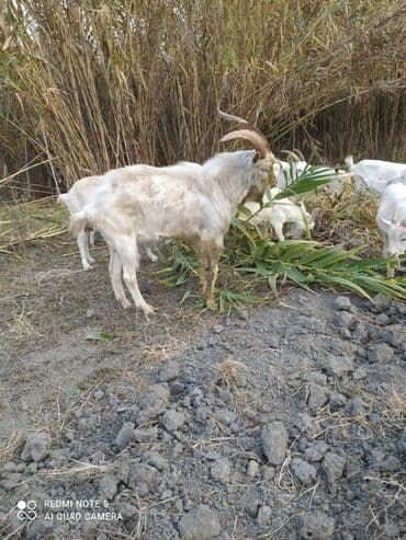 Gəmiricilər: Saanen tekesi — 6