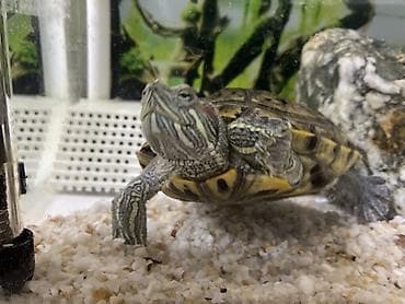 baliq tutan satilir: Dördbucaq akvarium, Balıqlarla birlikdə, 12 l, Ünvandan götürmə — 1