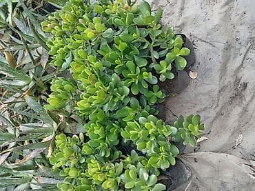 sakura ağacı: Succulent – Pul Ağacı (Crassula ovata) - Qalın, ətli, parlaq-yaşıl — 4