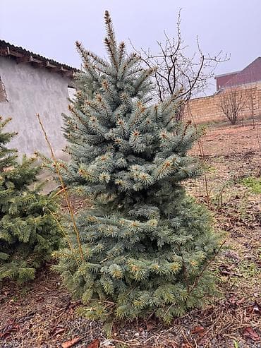 ağacların adları: Ölcü ve qiymet: 1.70m Gümüşü - 250azn 1.20m Gümüşü - 180 azn 1.30m — 9