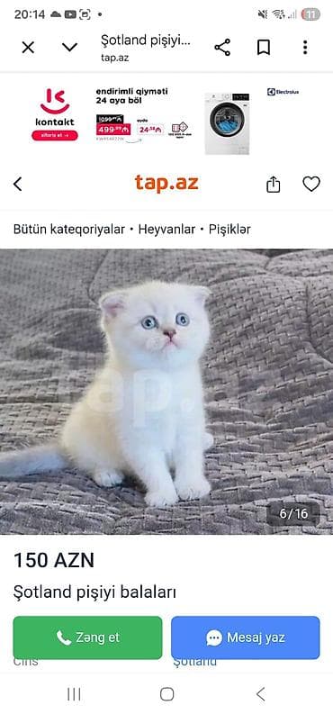 ana bala inək: Şotland — 1