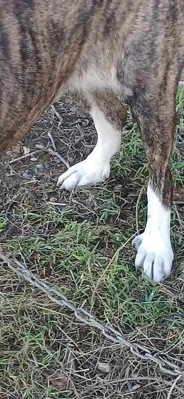 it xaski: Qurdbasar, 2 il, Dişi, Peyvəndli, Ödənişli çatdırılma — 5