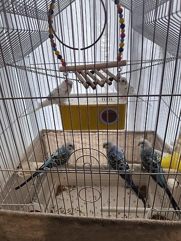 kənd təsərrüfatı heyvanları: Məhəbbət quşları satilir 1-i 10 manat unavan
Naxçıvan — 4