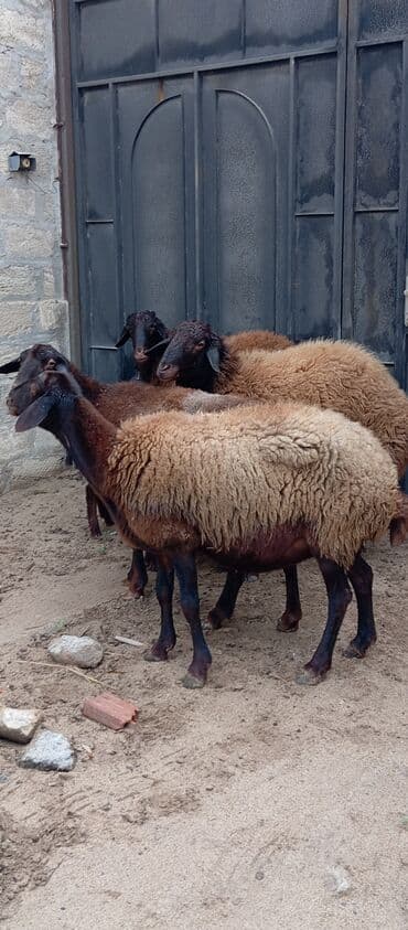 at satırı: Salam ünvan Bakıin maştağa kendi obşi 5 baş heyvanlar 1 baş ana-bala — 4