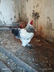 Xoruz, Brama, il: 1, Ünvandan götürmə, Ödənişli çatdırılma lalafo.az -da Xoruz, Brama, il: 1, Ünvandan götürmə, Ödənişli çatdırılma