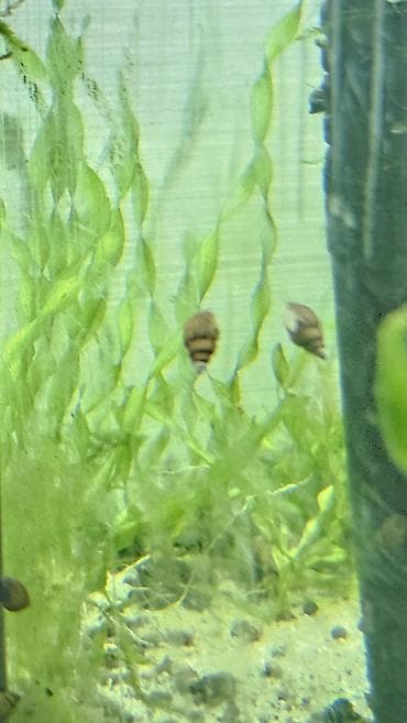 akvarium balik: Akvarium üçün Melanoides tuberculata (Malay boru ilbizləri) - — 2