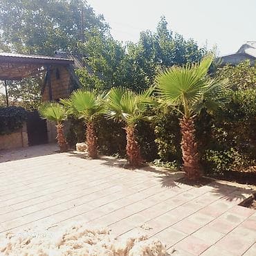 ağ şanı yarpaq: Washingtonia filifera dekorativ xurma ağacları - Növ: Washingtonia — 3