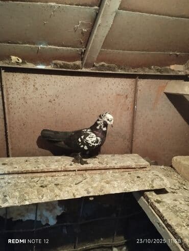 доска объявлений птицы: Tam sağlam 10 quş,tək tək ayrı qiymət real alıcıya endirimdə olacaq — 8