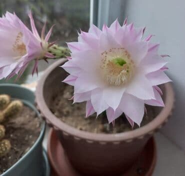 орхидея баку: Çiçek acan kaktuslar. 1 azn
baki metro sos,Sumqayit catdirilir — 1