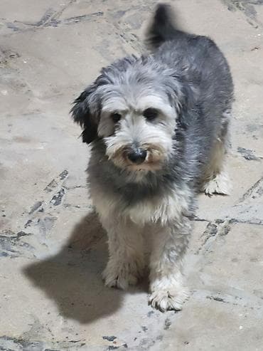 shih tzu stenci: 2 il — 6