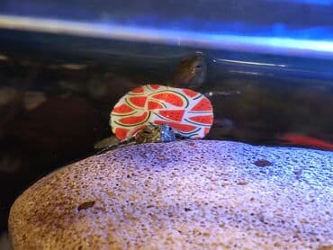 американский плоскоухий членистоногий когтеступ: Qırmızı yanaq su tısbağalar. Şəkillərdə müxtəlif naxışlı, dekorativ — 11