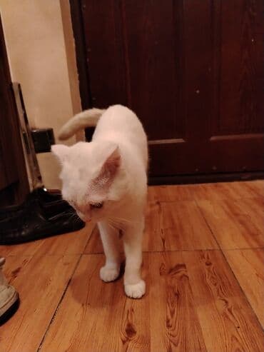 pişik çanta: Şotland yastı qulaq, Yaxşı əllərə — 16