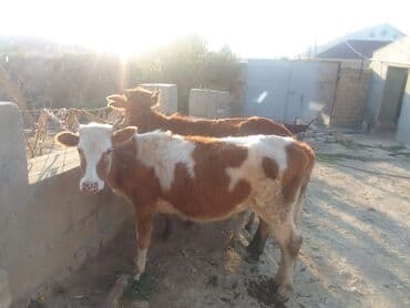 Dana, buzov, Dişi, ay: 1, 40 kq, Ətlik, Ünvandan götürmə, Pulsuz çatdırılma