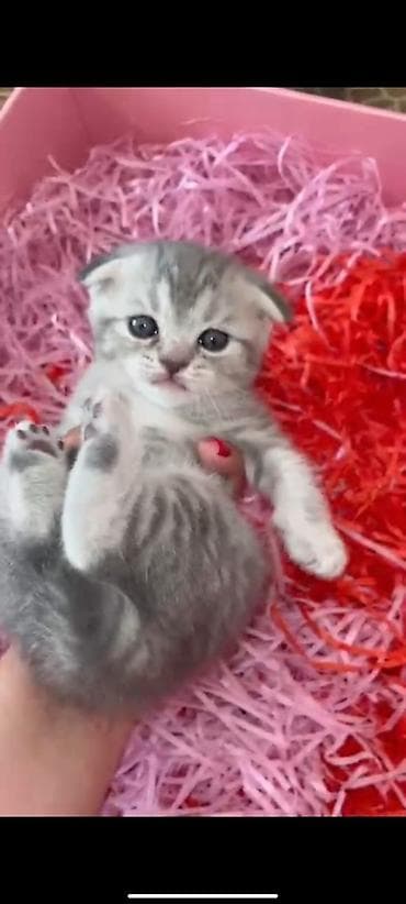 Digər heyvanlar: Şotland, Erkək, Dişi, Yaxşı əllərə, Ünvandan götürmə, Pulsuz çatdırılma, Ödənişli çatdırılma — 6