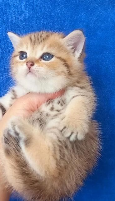 Britan, Erkək, Yaxşı əllərə, Ünvandan götürmə