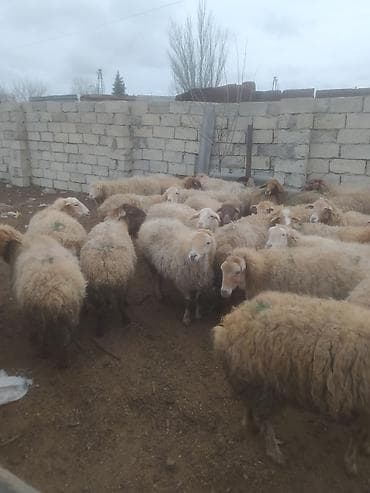 kreditle heyvan satisi: Qoyun sürüsü – ətlik və damazlıq üçün - Növ: yerli-qarışıq cinsli — 3
