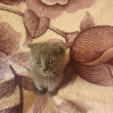 gencede heyvanlar: Şotland yastı qulaq — 3