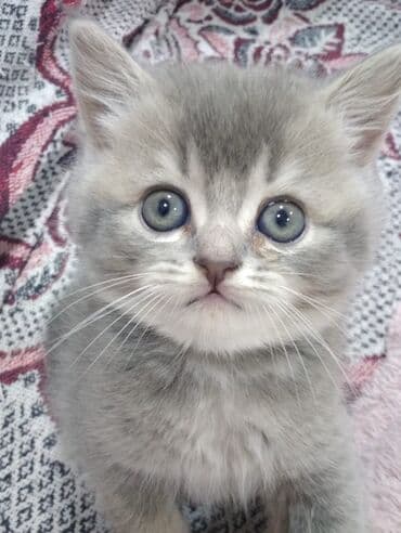 ucuz pişiklər: Şotland yastı qulaq — 10