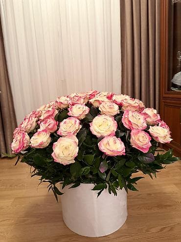 gül buketleri: Böyük qutu gül kompozisiyası – krem rəngində, kənarları açıq çəhrayı — 1