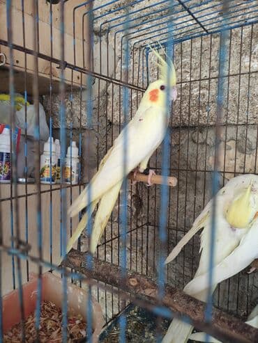 anqut quşu: Korella danişmağa meyilli quşlar evdə saxlayiram — 5