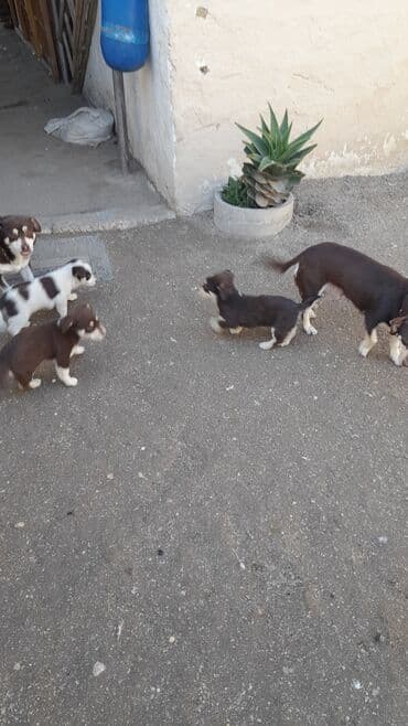 Akvariumlar: Zvanok balalari tecili satilir tam saglamdilar 3 erkey 1 diwi unvan — 5