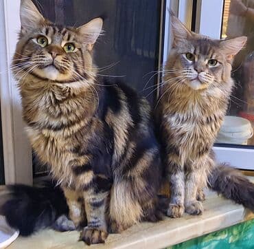 Meyn-kun, Erkək, Ünvandan götürmə