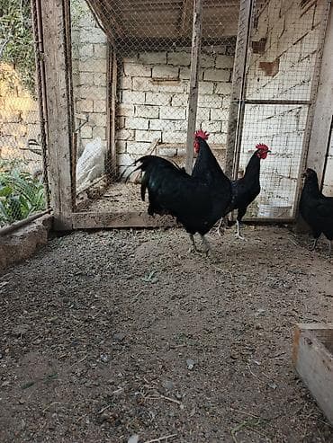 cins pisik: Məhsul: Qara toyuq-quş cinsi xoruz Təsvir: - Şəkillərdə qara — 2