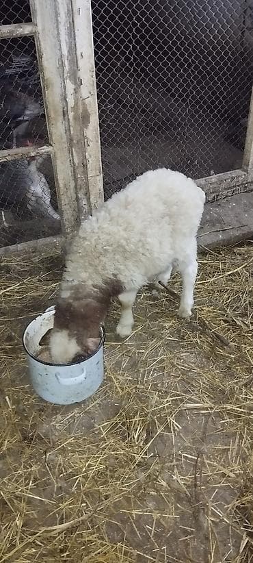 zil qara afcarka: Ana balabala 2 ay yarimliq erkekdi — 2