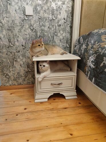 pisiklerin cutlesme vaxti: Britan, Erkək, Cütləşmə üçün — 4