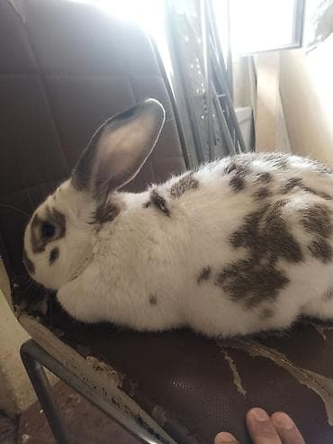 dovşanlar: Erkekdir 1 yasi var Bakida yeni suraxanda oluram super heyvandir — 5