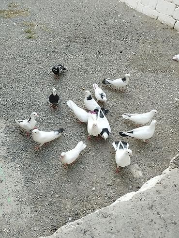 tovuz quşu qiyməti: Hoptum satilir 1ededi 15 aznden icinde deste boynugulluler ucanlar — 3