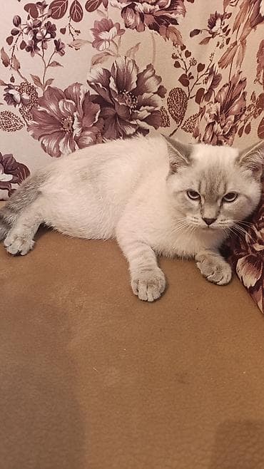 британская шиншилла баку: Британская, Самец — 1