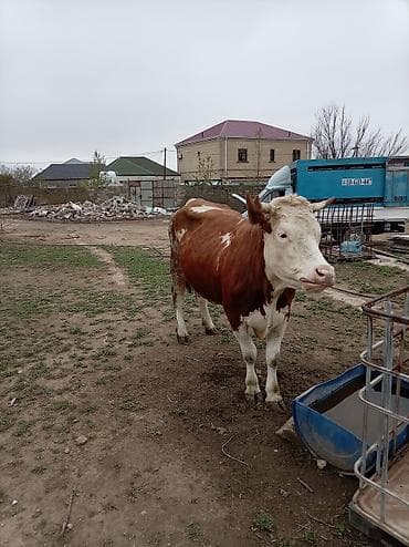 i̇nekler: Simental tipli qırmızı-ağ rəngdə inək. - Böyük cüssəli, sümük quruluşu — 3