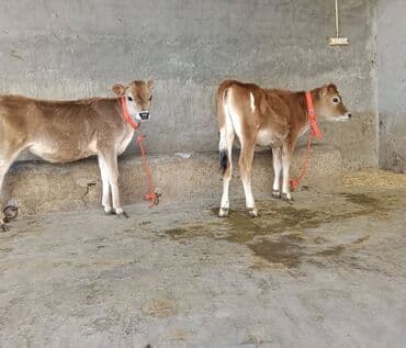 Toyuqlar: Satışda: 2 baş buzov Xüsusiyyətlər: - Cins tipajı: Jersey (süd — 1