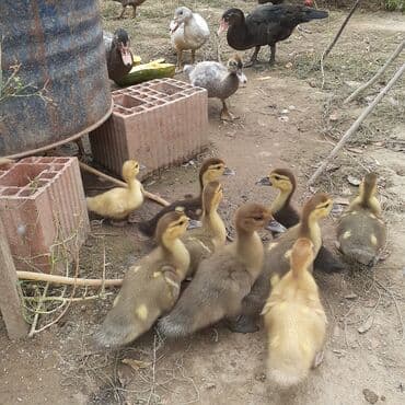 kayuqa ordək: Lal ördəklər macar sortu zümrüdü mirvari göy rəng balalarda satılır — 23