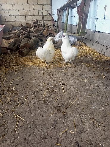 bakida at bazari: Tam sağlam vaksin olunub pon-pon cinsi toyuq xoruz heyratı atası — 1