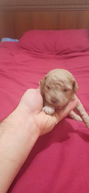 QAZ: Pudel, 2 ay, Dişi, Peyvəndli, Ödənişli çatdırılma — 6