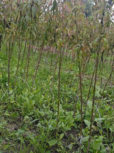 ikinci el jakuzi: Məhsul: Şaftalı tingləri (fidanlar) Təsvir: - Satışda sıralar üzrə — 3